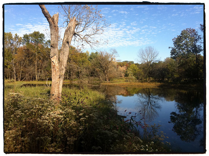 Des Plaines River Trail tree