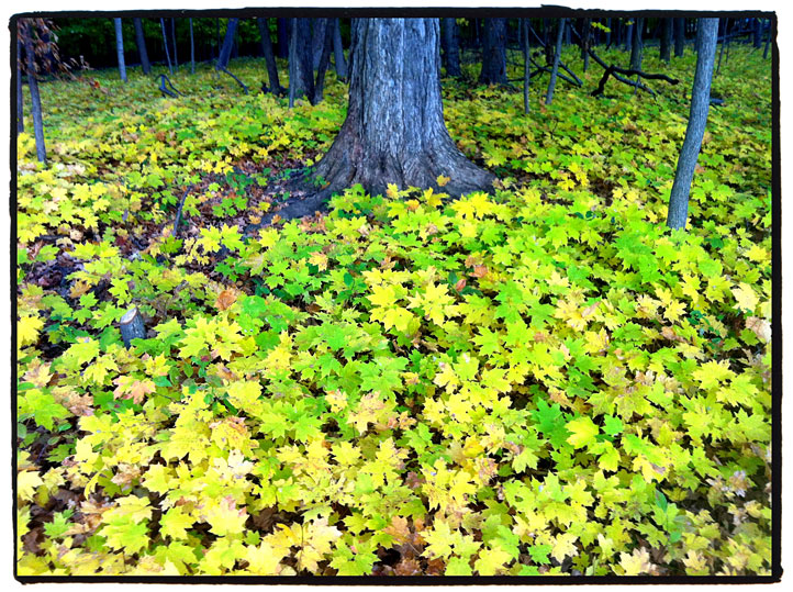 Des Plaines River Trail yellow