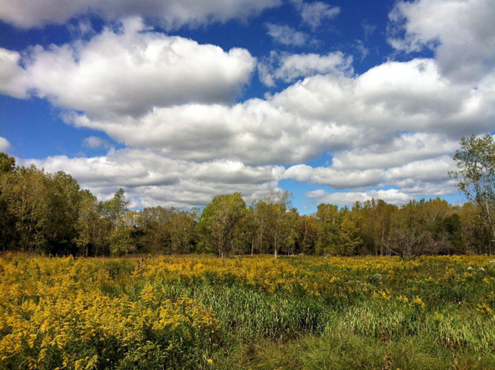 DesPlainesRiverTrail04