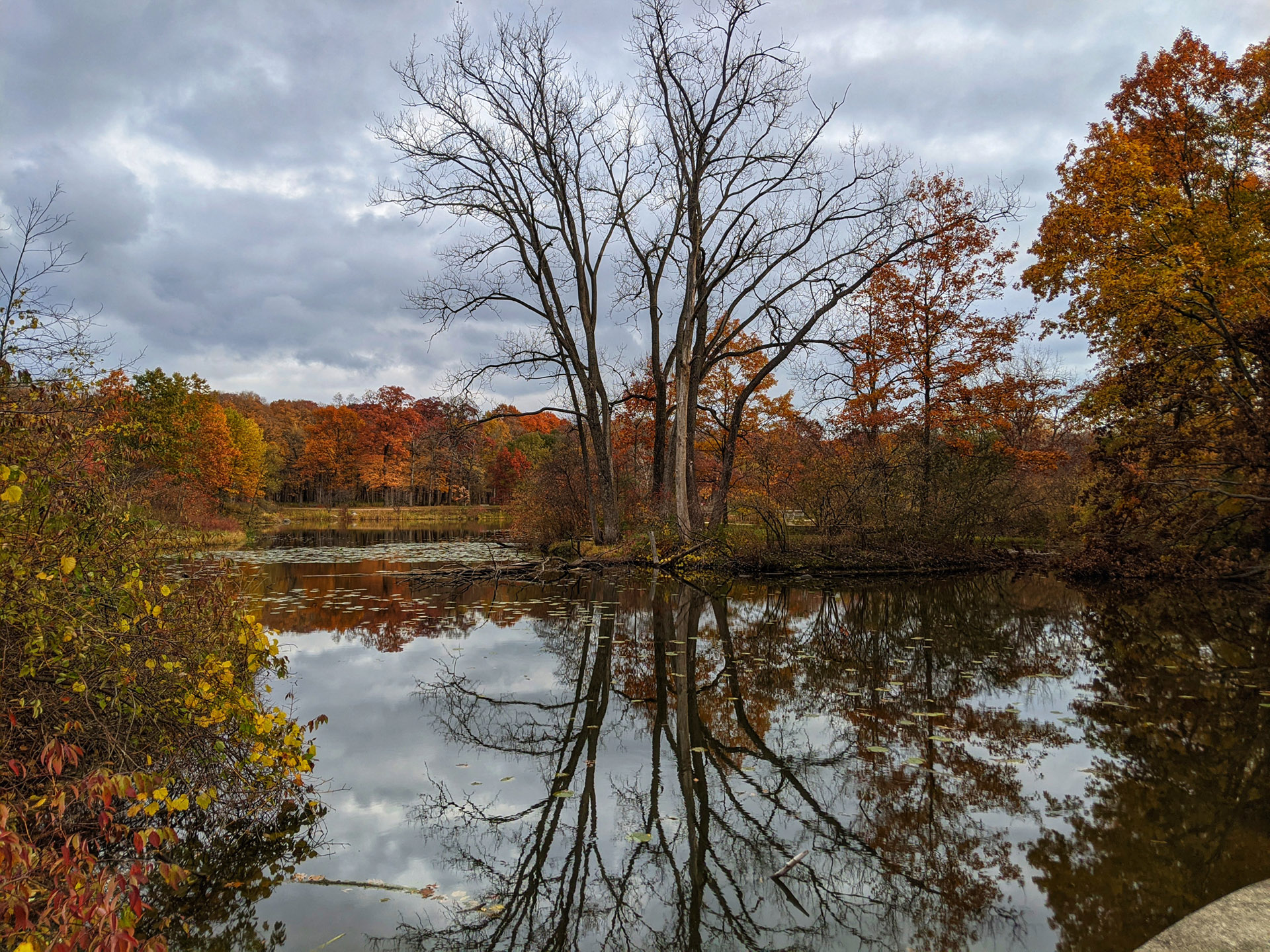 Tree and Water