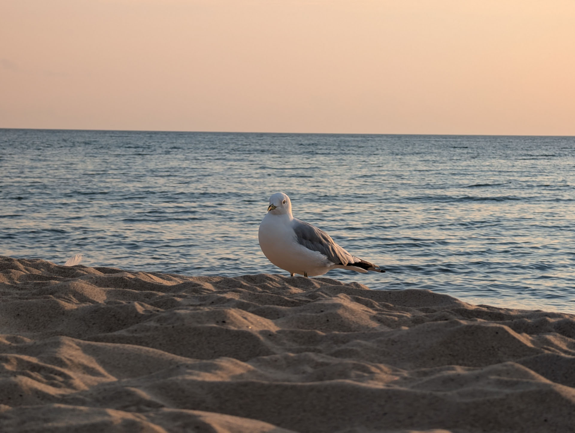 35th Anniversary - Bridgman