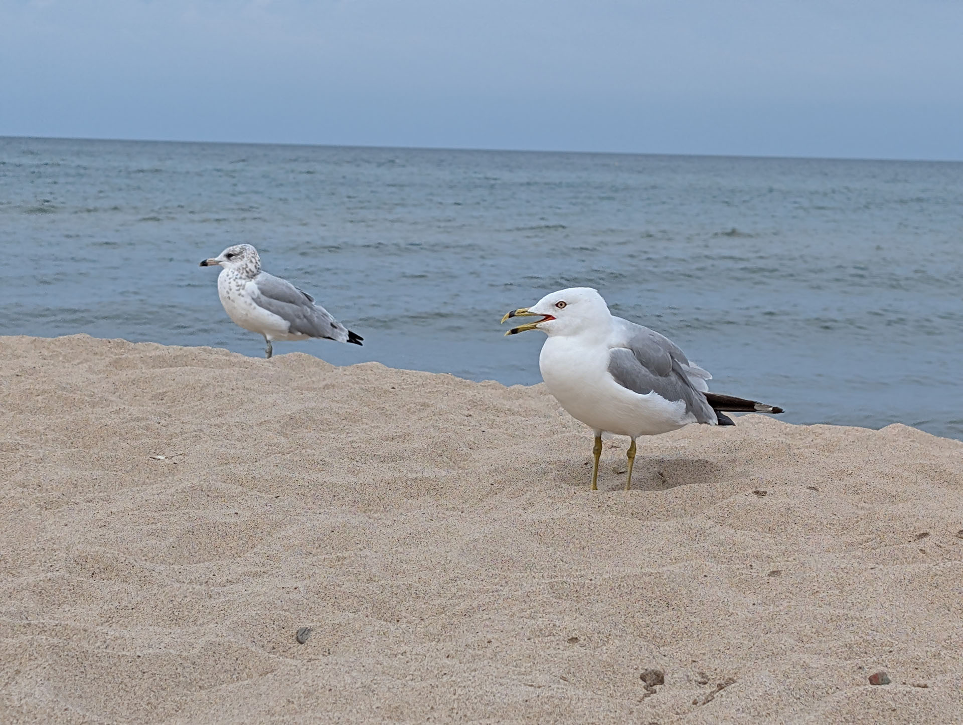 35th Anniversary - Bridgman