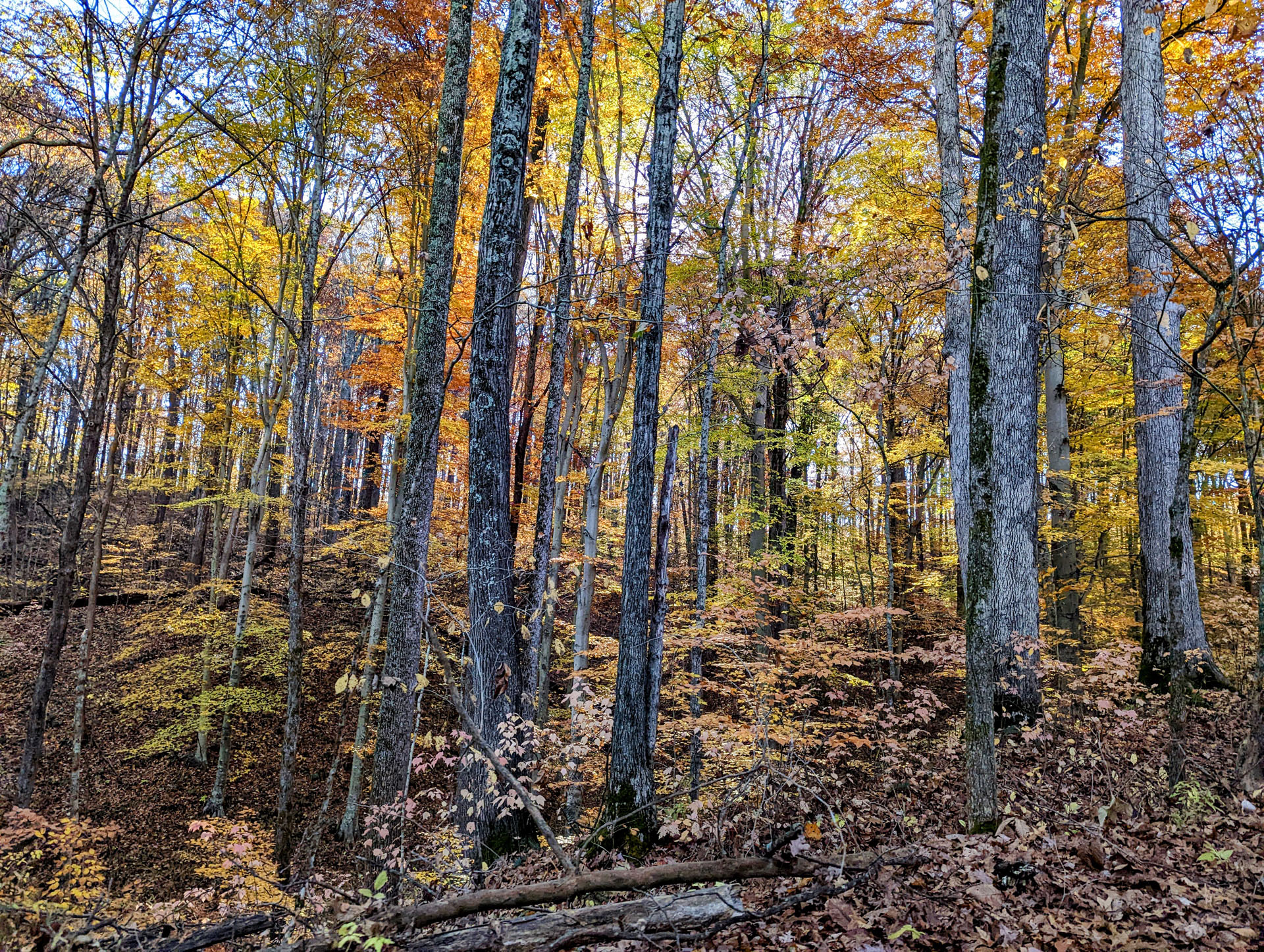 PXL 20221029 143510933 3