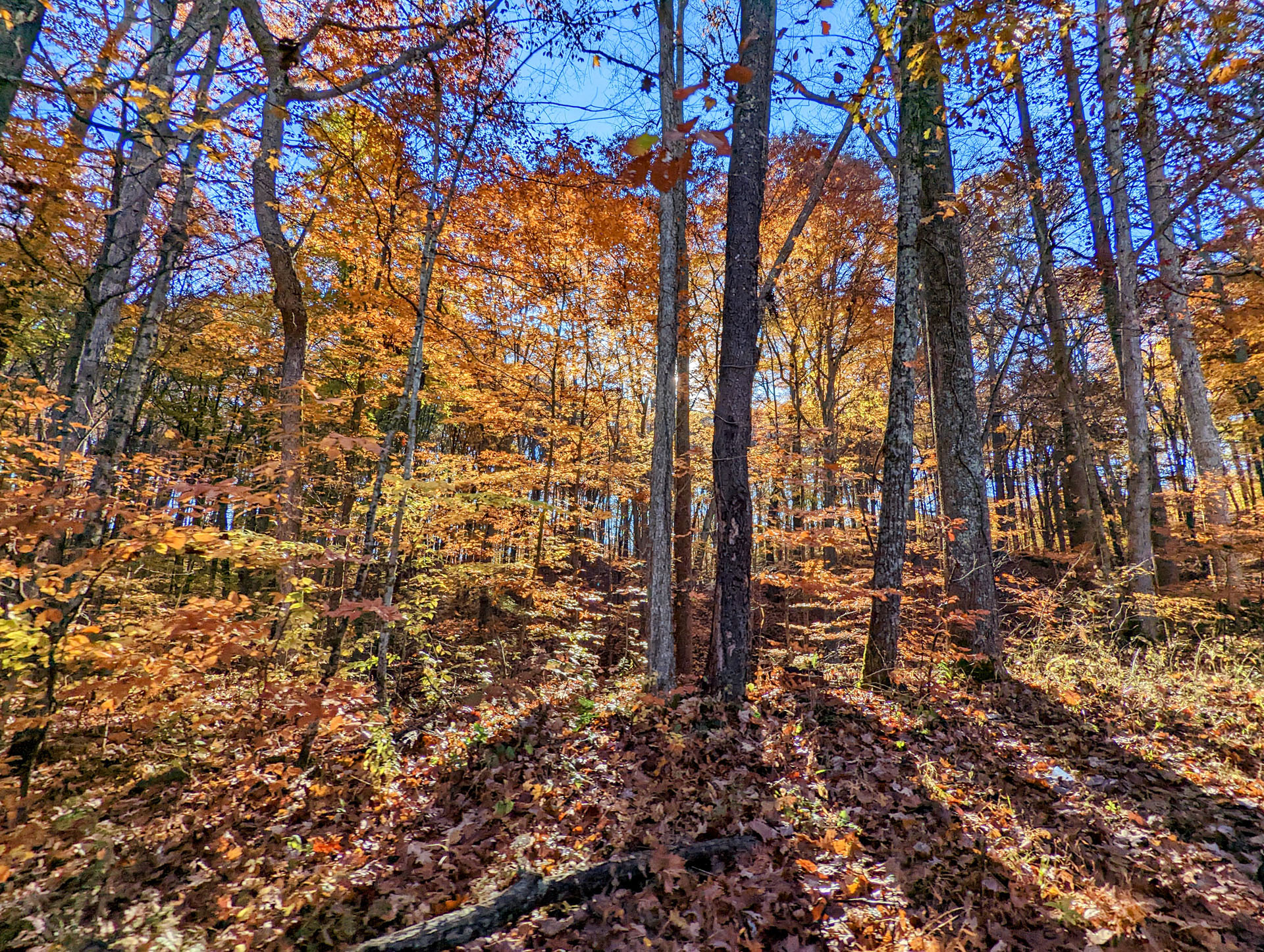 PXL 20221029 143519789 2