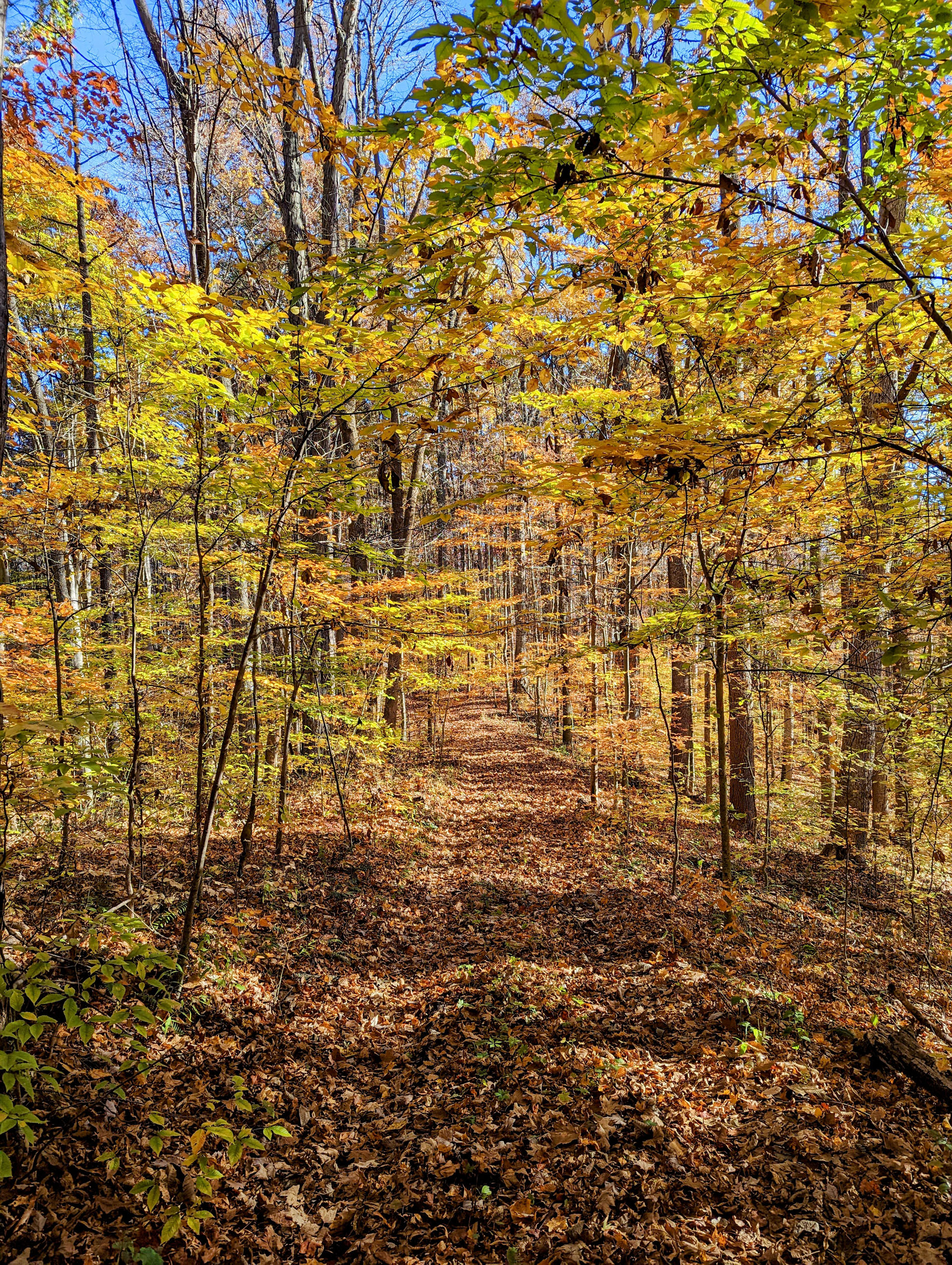 PXL 20221029 144318312 2