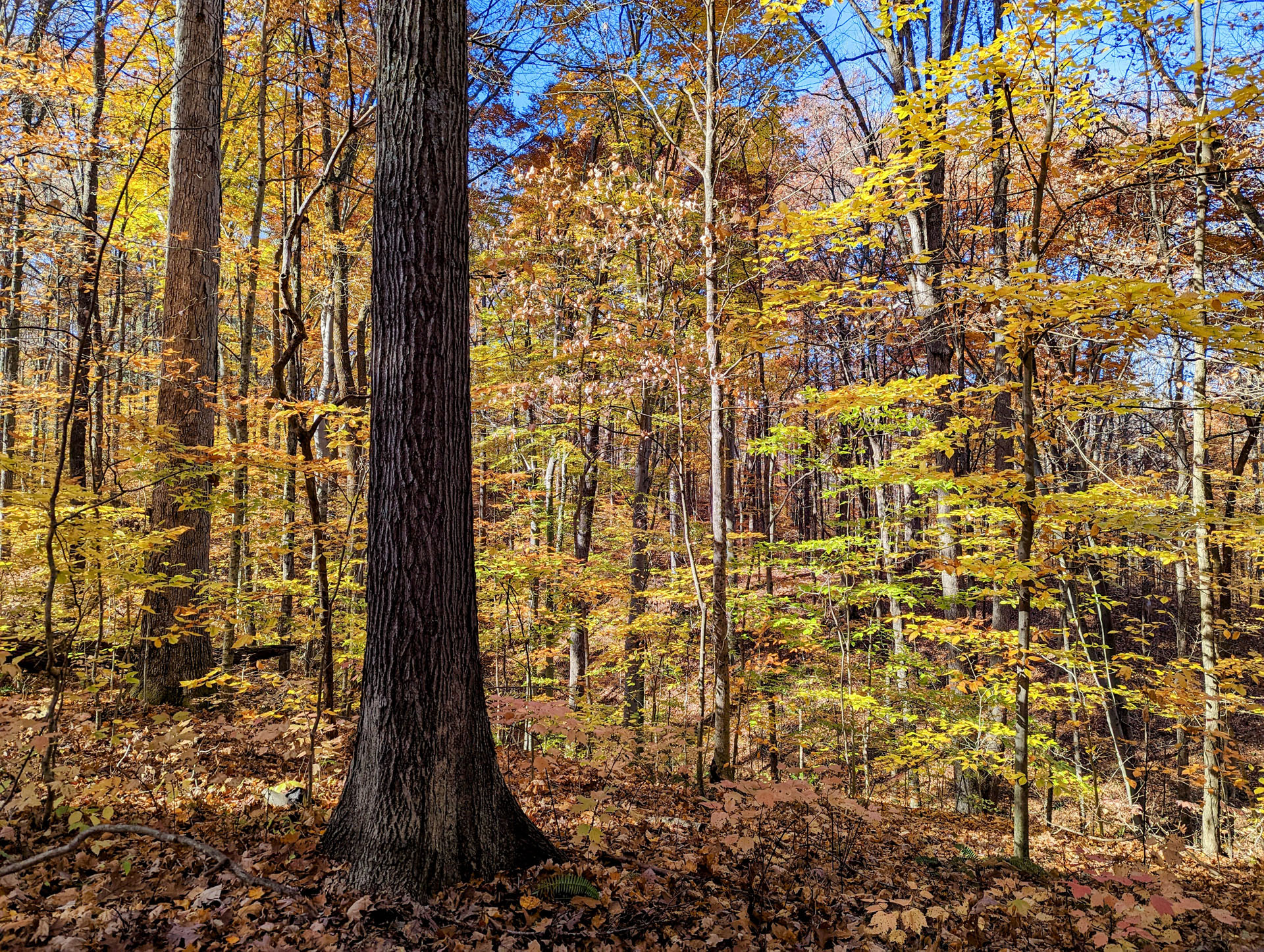 PXL 20221029 152804306 2