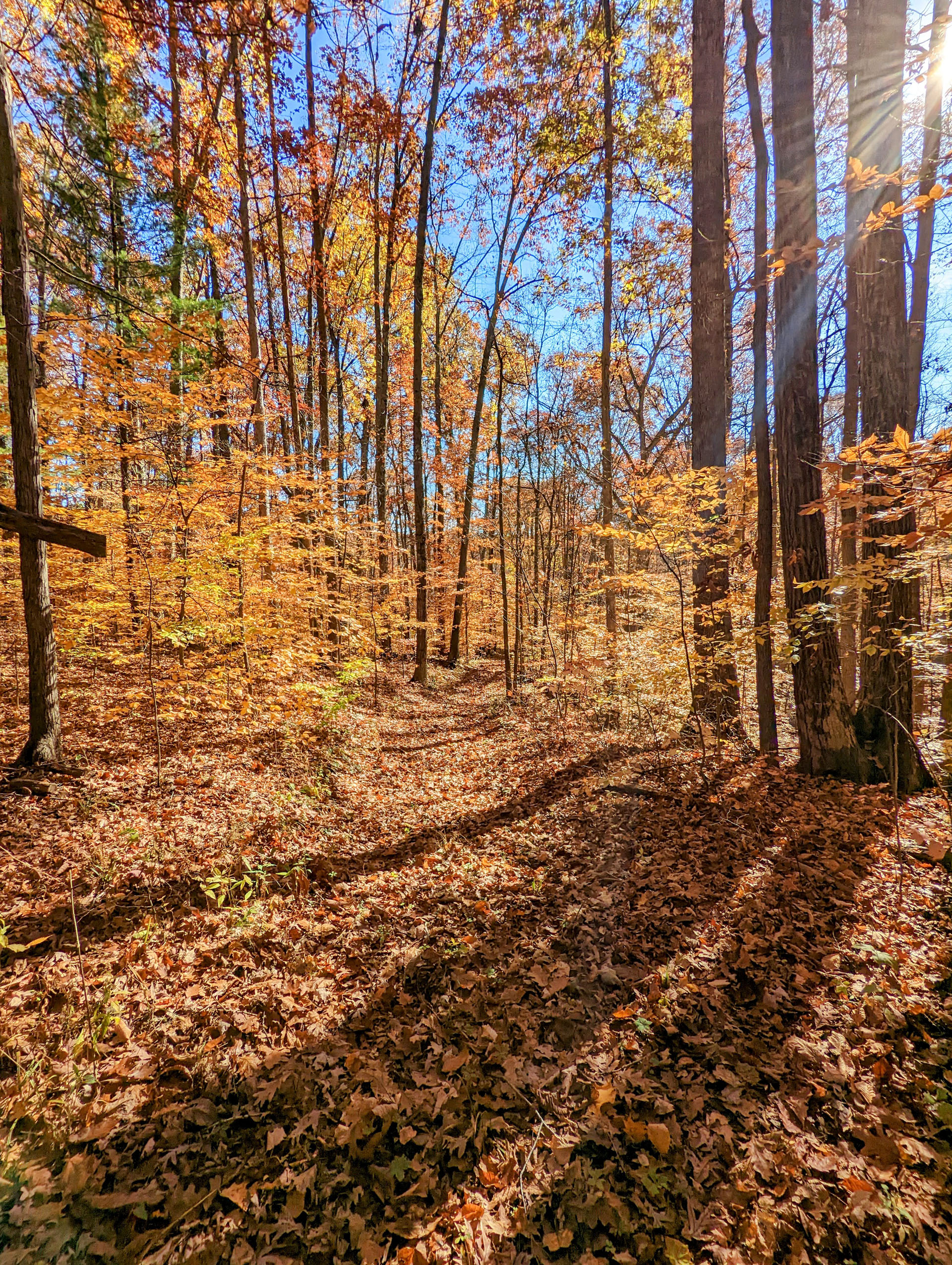 PXL 20221029 154525759 2