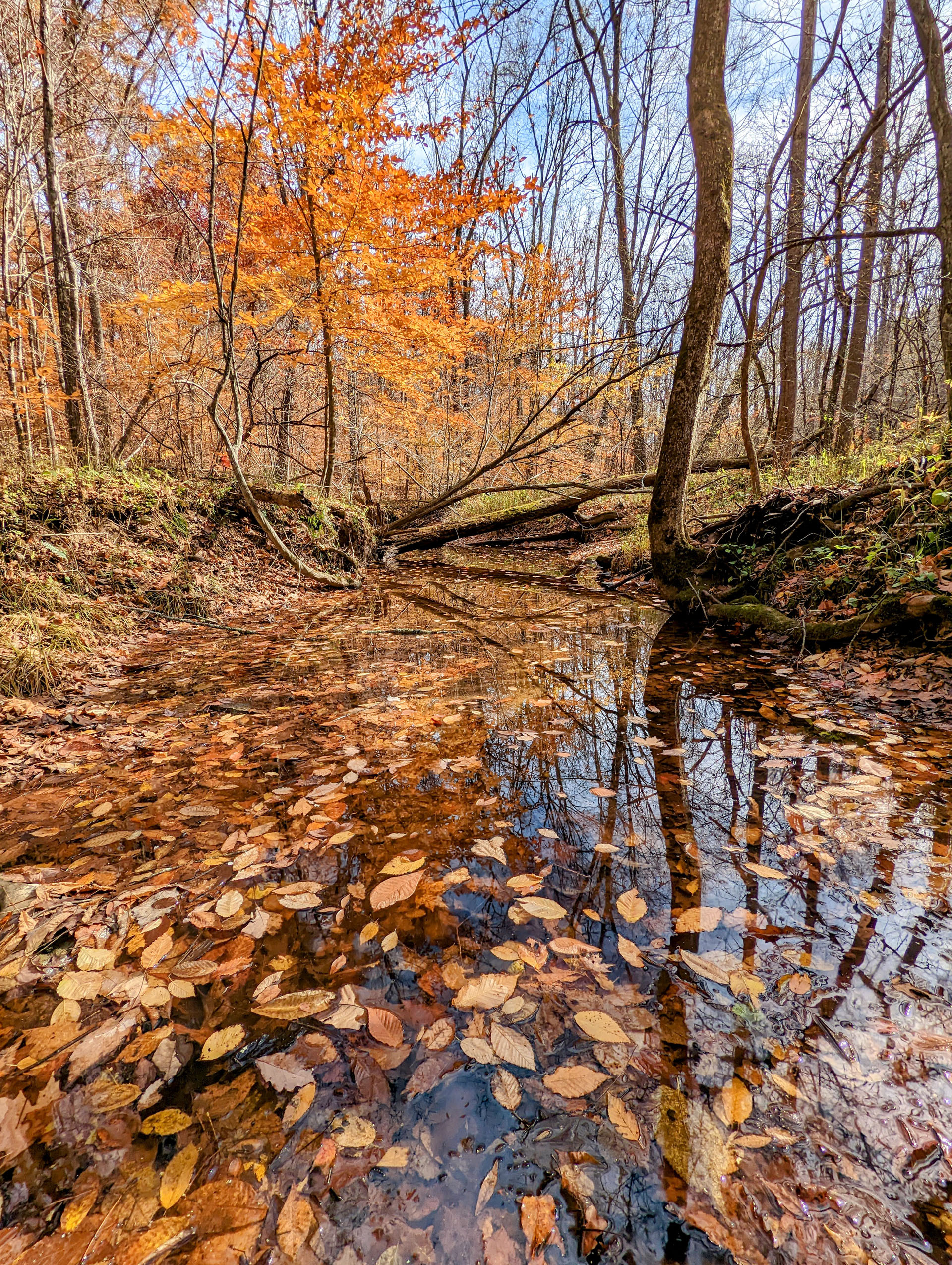 PXL 20221029 182942691 2