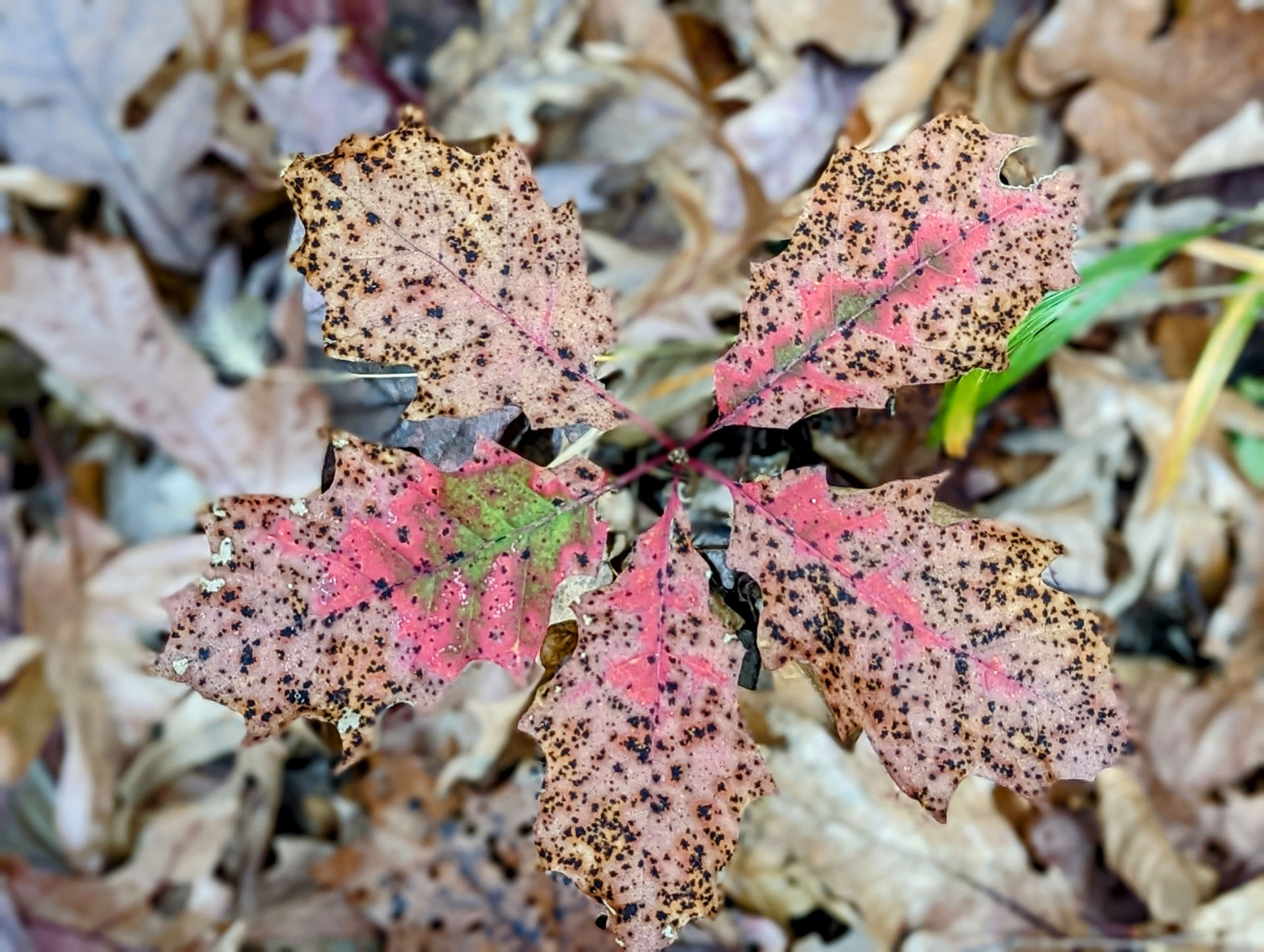 PXL 20221029 184602809.PORTRAIT 2