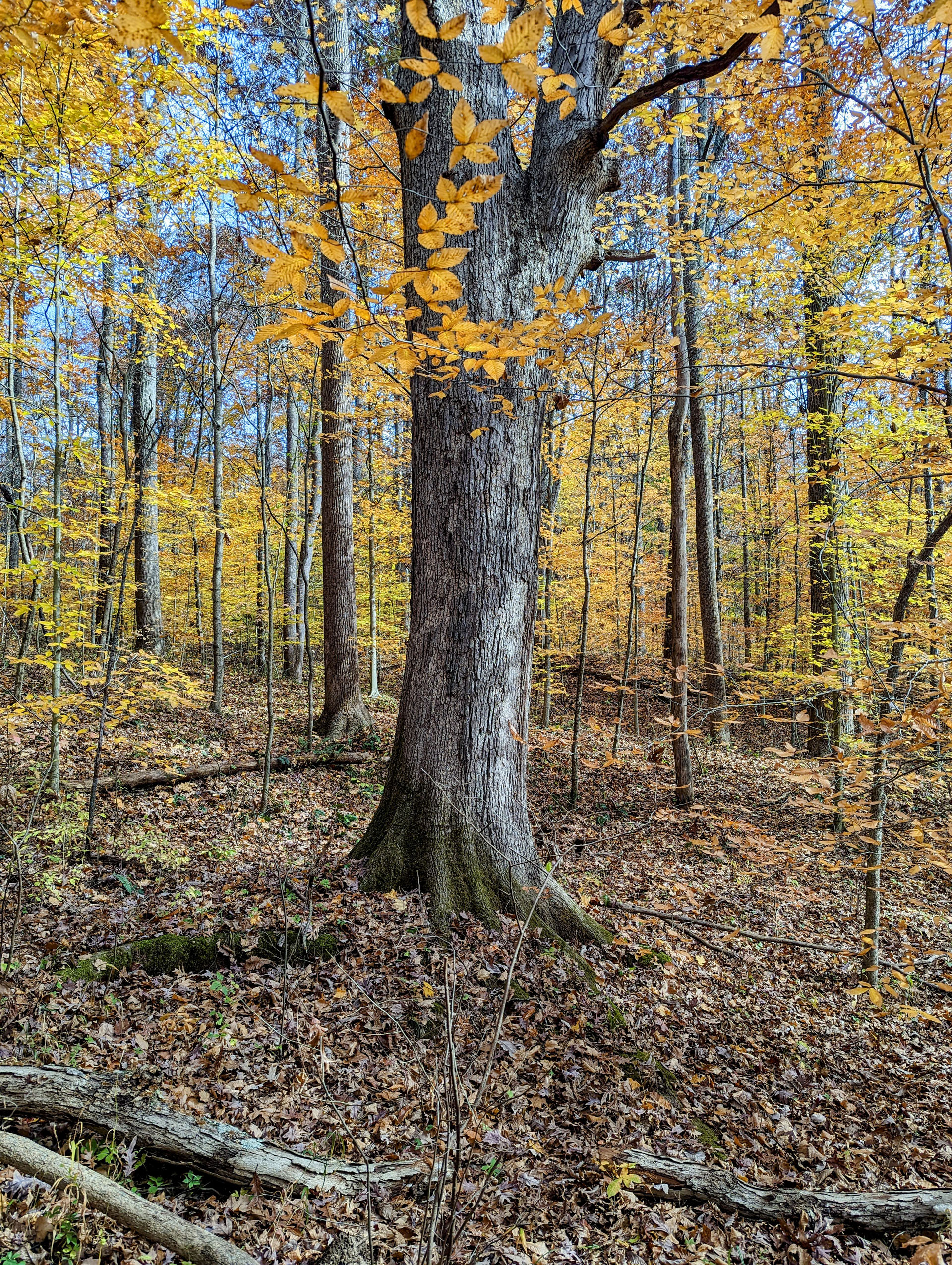 PXL 20221029 185215999 2