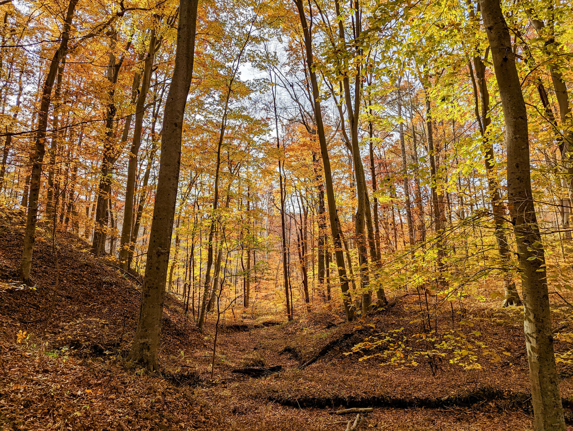 PXL 20221029 190100896 2