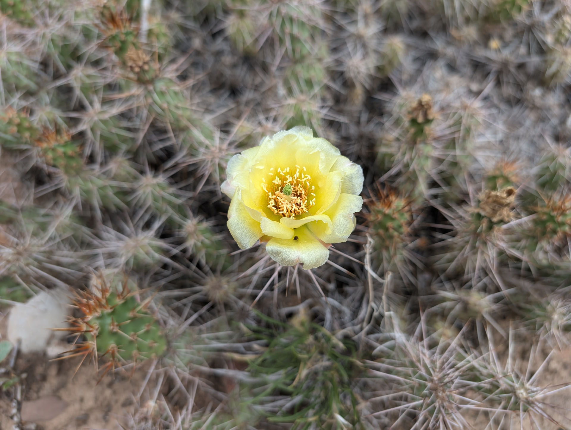 Black Canyon, Chasm View Trail