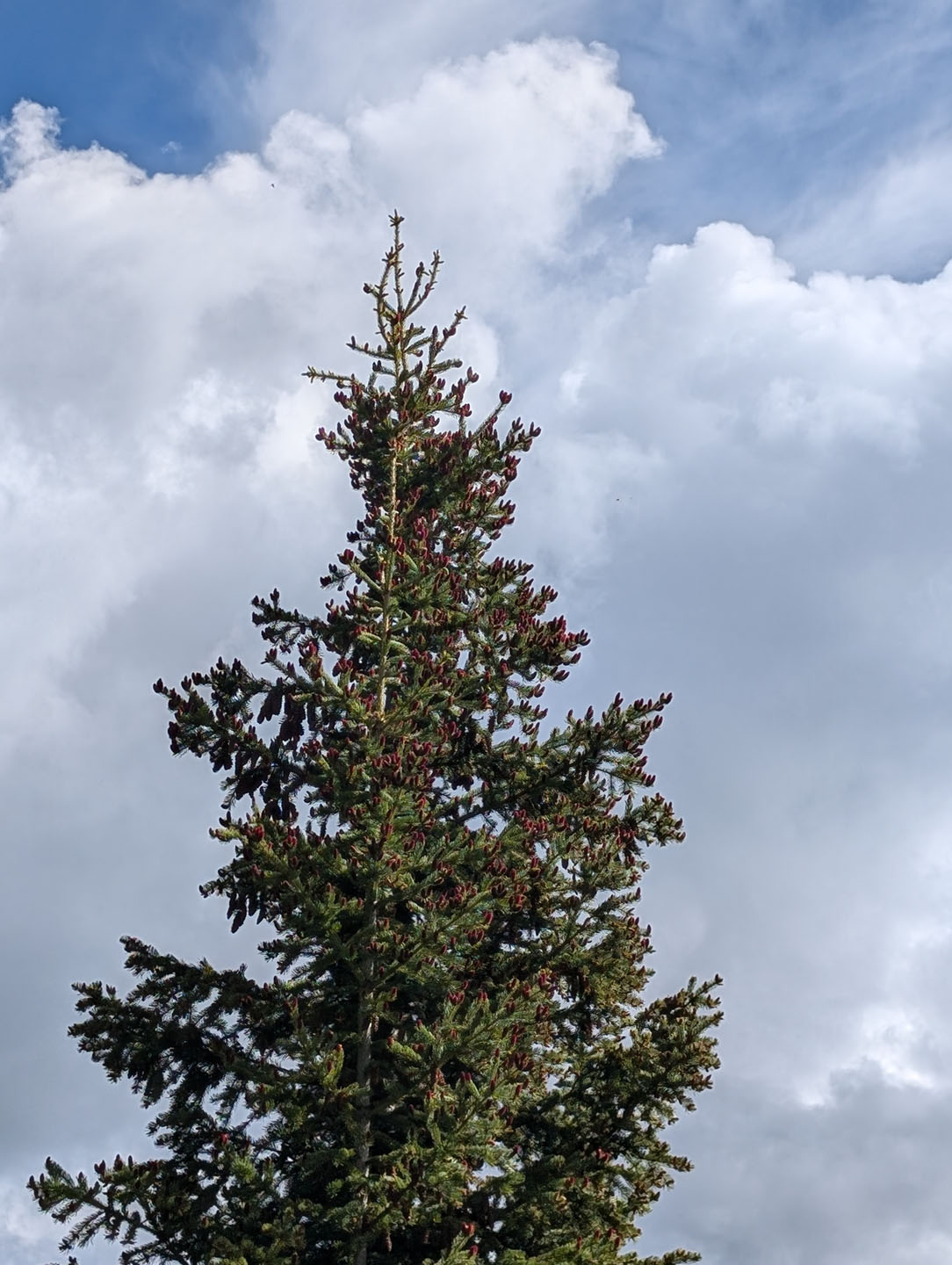 Wetterhorn Basin Trail