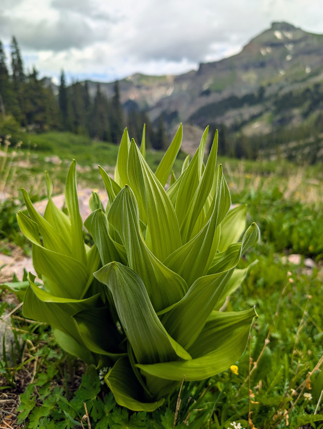 Wetterhorn Basin Trail
