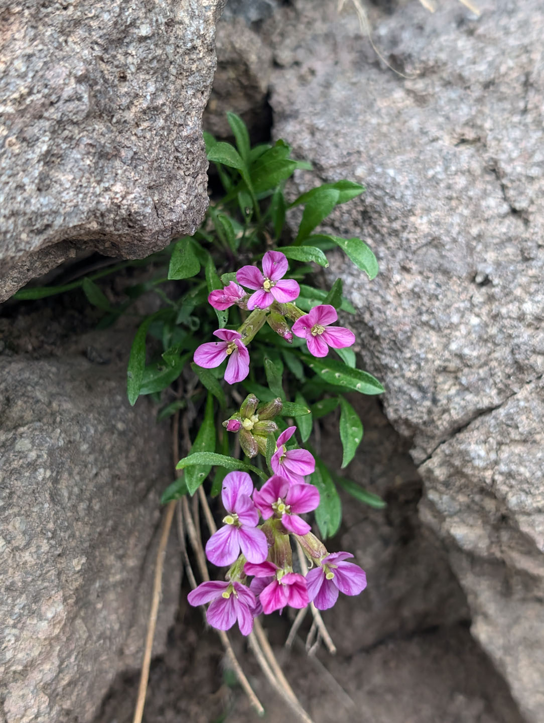 West Fork Pass - Wetterhorn Basin Trail
