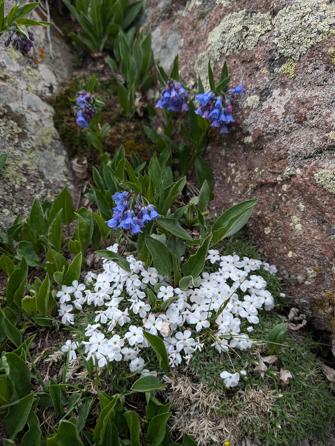 West Fork Pass - Wetterhorn Basin Trail