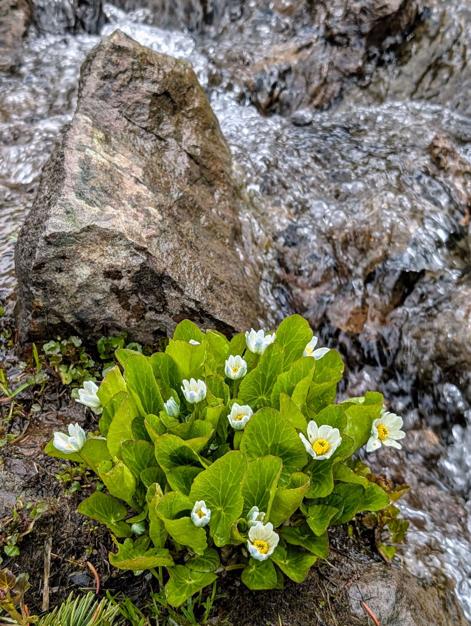 Wetterhorn Basin Trail