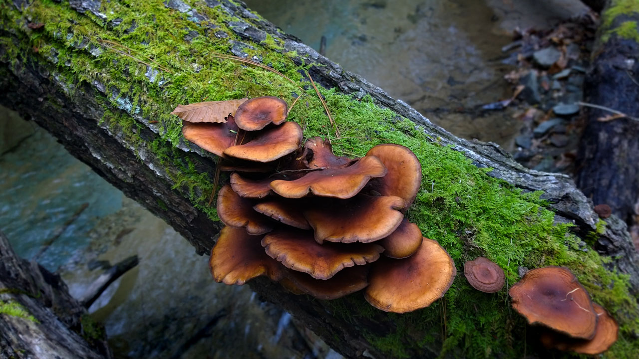 Green with barnacles