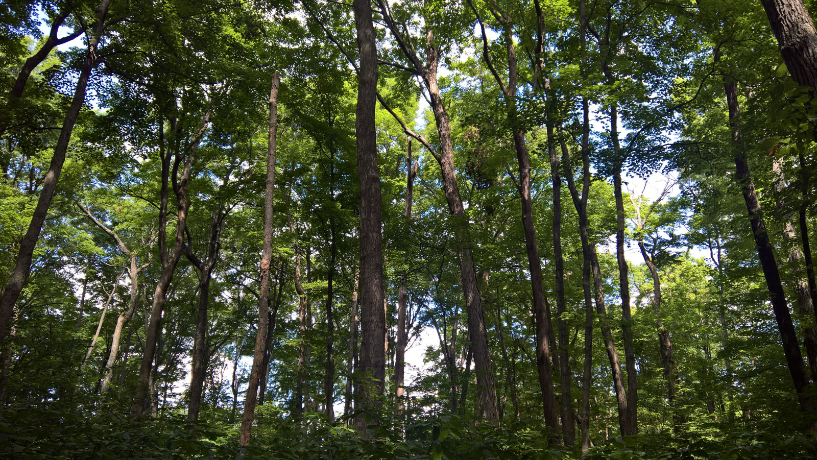 WP 20170813 12 24 05 Rich