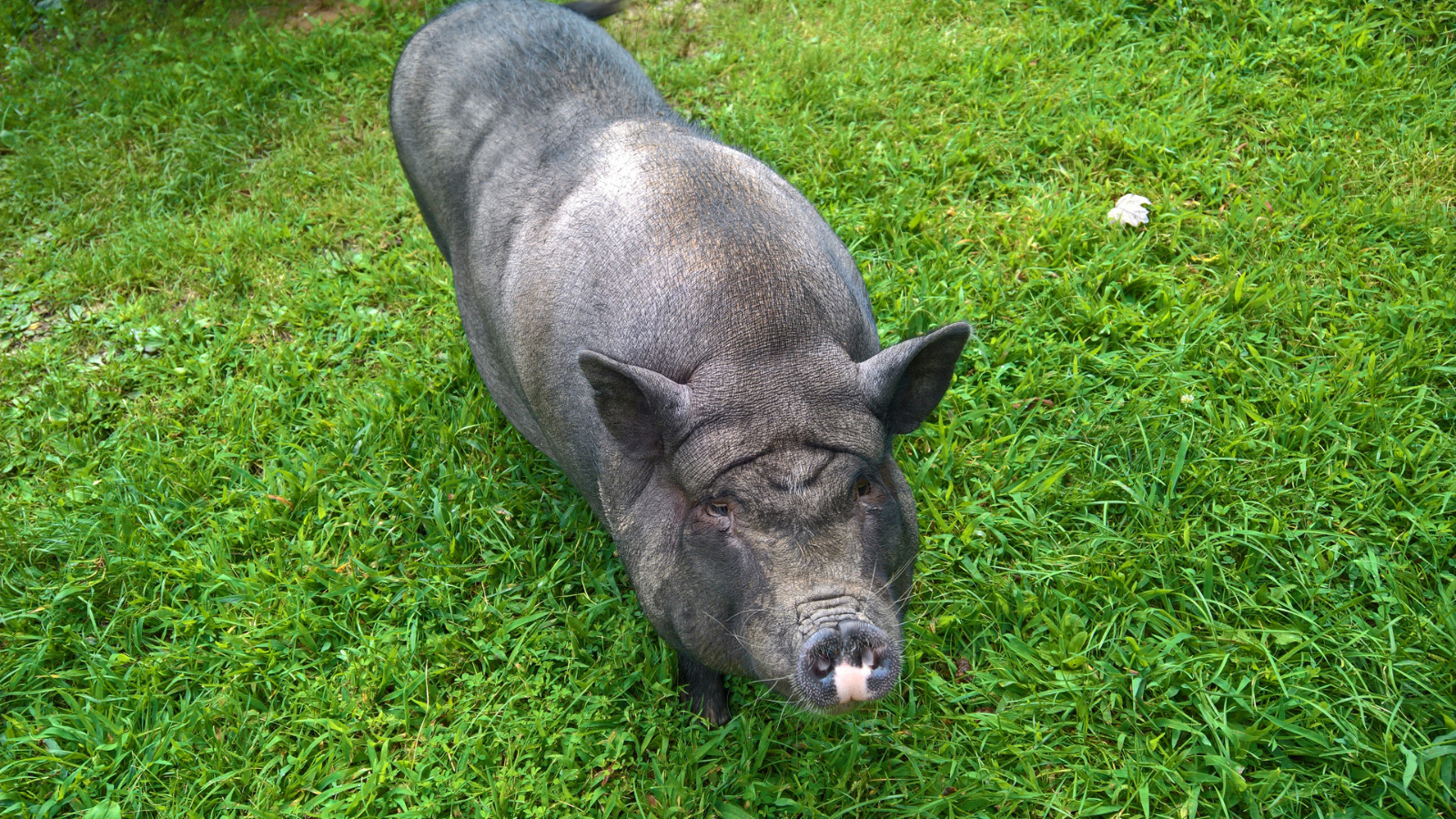 WP 20180810 10 47 09 Pro