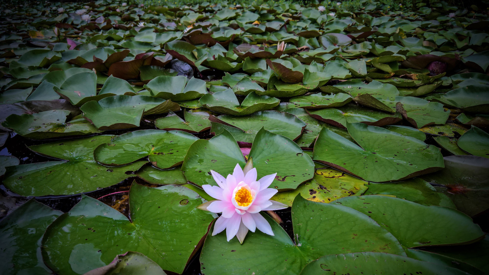 Wasatch lilly pads