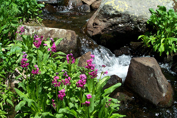 Lakeisabellel flowers 062502