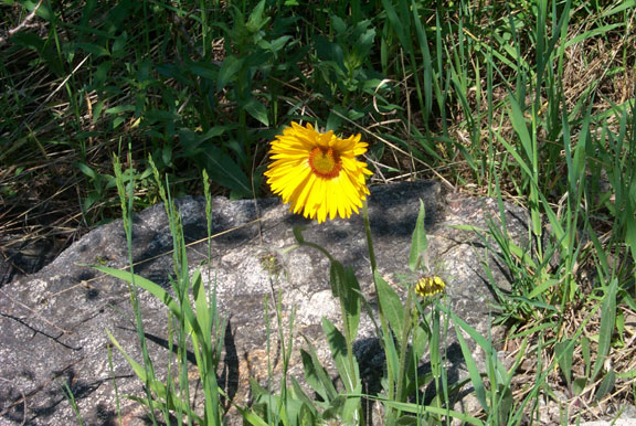 Lostlaketrail flower 062202