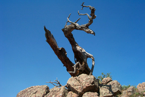 Sanitas scrag 062402