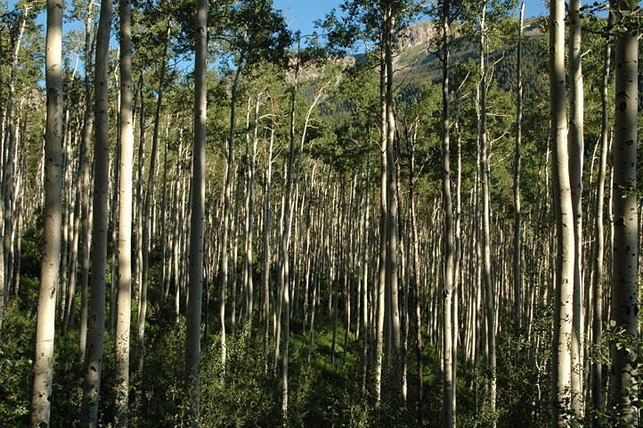 Aspens