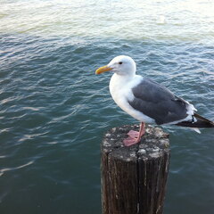 iPad Deployment 2010