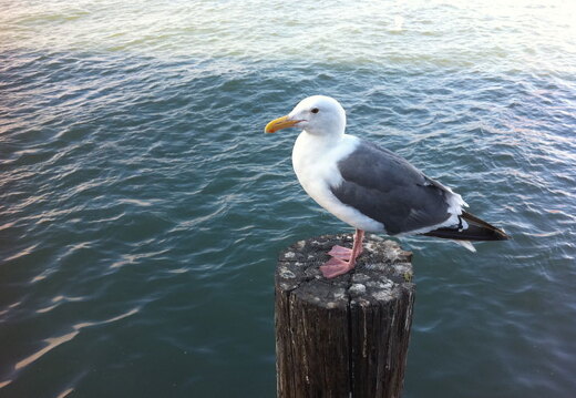 iPad Deployment 2010