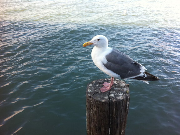 iPad Deployment 2010