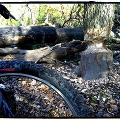 Des Plaines River Trail