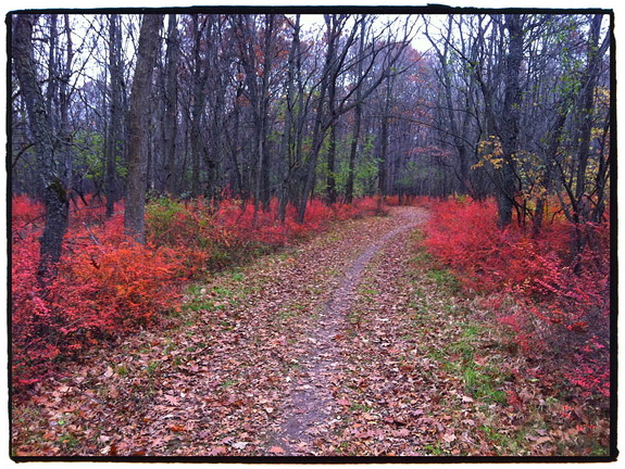 Des Plaines River Trail