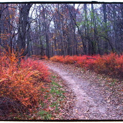 Des Plaines River Trail