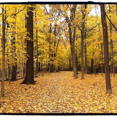 Des Plaines River Trail