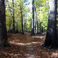 Des Plaines River Trail