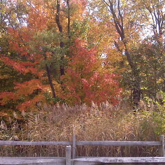 Des Plaines River Trail
