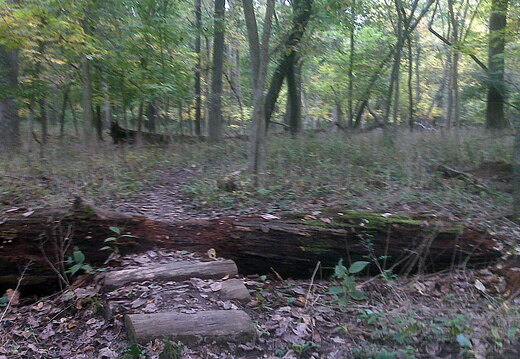 Des Plaines River Trail