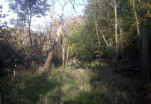 Des Plaines River Trail