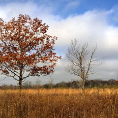 Des Plaines River Trail