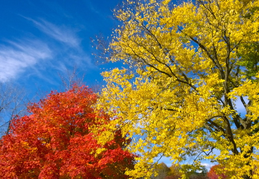 Des Plaines River Trail