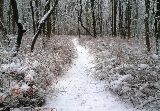 Des Plaines River Trail