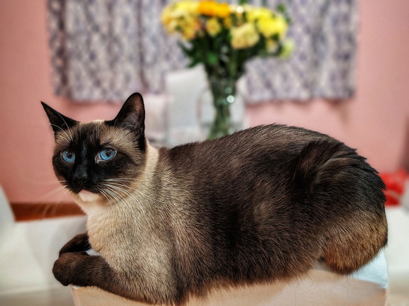 Trixie-AtTheTable-PXL 20240310 010125821