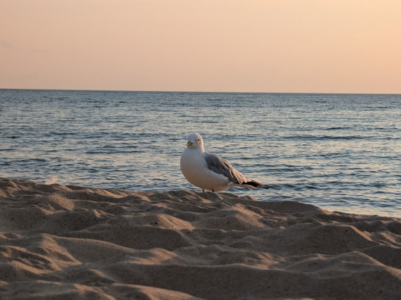 PXL 20240729 003605933