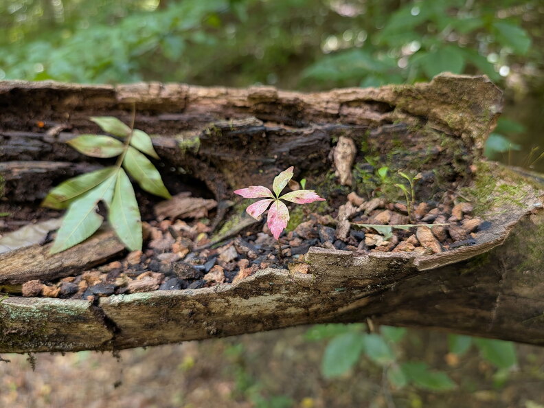 PXL 20250906 184732436