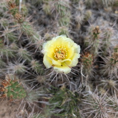 Black Canyon, Chasm View Trail