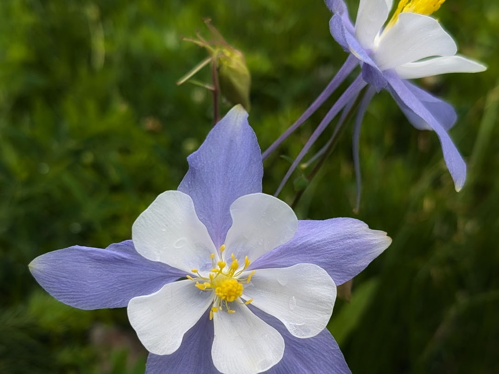 Columbine