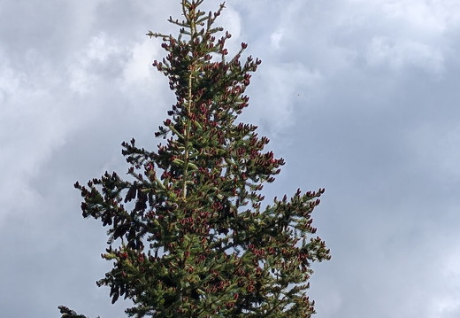 Wetterhorn Basin Trail