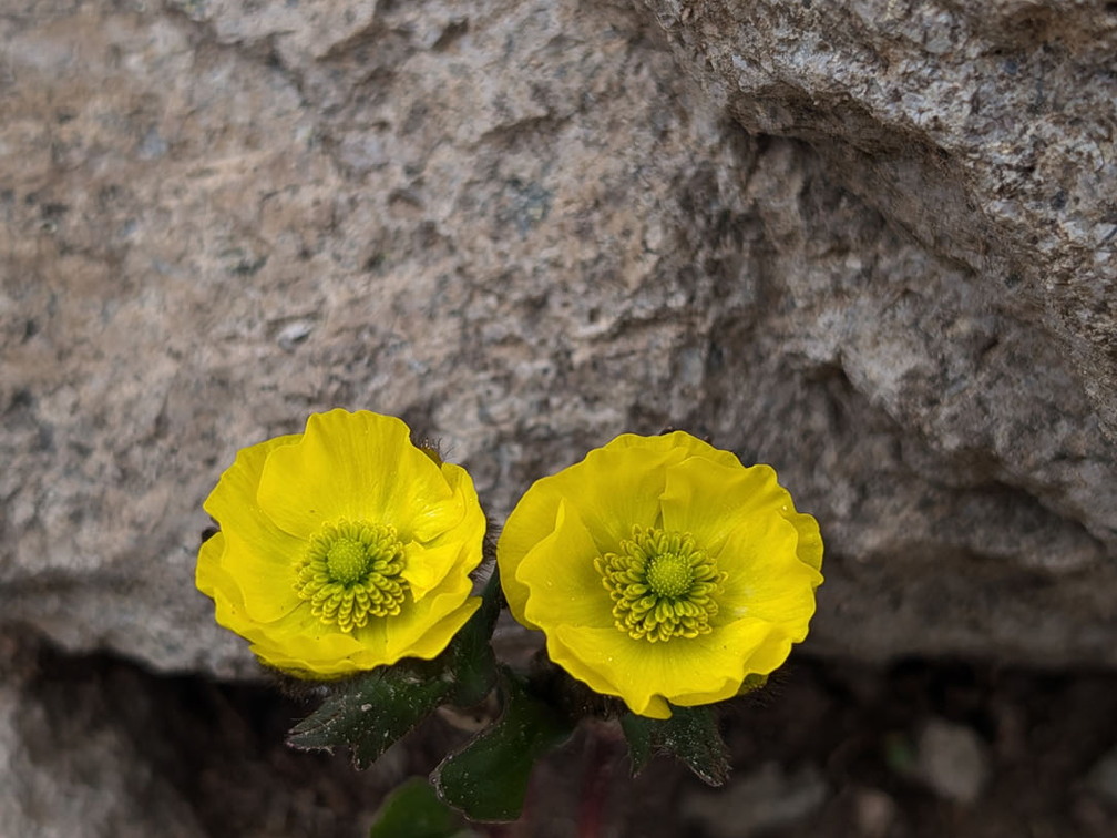 West Fork Pass - Wetterhorn Basin Trail